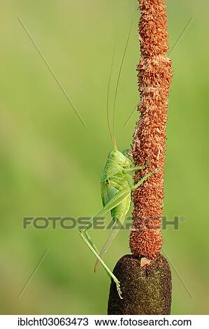 "Great Green Bush Cricket (Tettigonia viridissima), female, larval stage, North Rhine-Westphalia, Germany, Europe" View Large Photo Image Stock Image - "Great Green Bush Cricket (Tettigonia viridissima), female, larval stage, North Rhine-Westphalia, Germany, Europe". Fotosearch