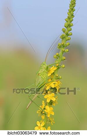 "Great Green Bush Cricket (Tettigonia viridissima), female, larval stage, on Common Agrimony (Agrimonia eupatoria), North Rhine-Westphalia, Germany, Europe" View Large Photo Image Stock Photo - "Great Green Bush Cricket (Tettigonia viridissima), female, larval stage, on Common Agrimony (Agrimonia eupatoria), North Rhine-Westphalia, Germany, Europe". Fotosearch
