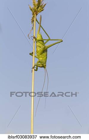 "Great Green Bush-Cricket (Tettigonia viridissima), Fuldabruck, Fuldabruck, Hesse, Germany, Europe" View Large Photo Image Stock Photo - "Great Green Bush-Cricket (Tettigonia viridissima), Fuldabruck, Fuldabruck, Hesse, Germany, Europe". Fotosearch