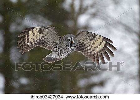 "Great Grey Owl or Great Gray Owl (Strix nebulosa) in flight, winter, Oulu, Northern Ostrobothnia, Finland, Europe" View Large Photo Image Picture - "Great Grey Owl or Great Gray Owl (Strix nebulosa) in flight, winter, Oulu, Northern Ostrobothnia, Finland, Europe". Fotosearch