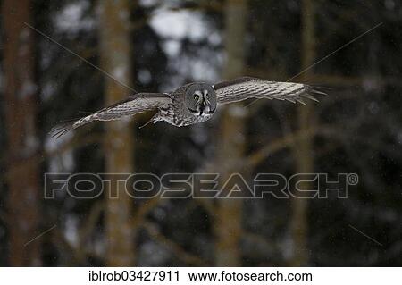 "Great Grey Owl or Great Gray Owl (Strix nebulosa) in flight, winter, Oulu, Northern Ostrobothnia, Finland, Europe" View Large Photo Image Stock Image - "Great Grey Owl or Great Gray Owl (Strix nebulosa) in flight, winter, Oulu, Northern Ostrobothnia, Finland, Europe". Fotosearch