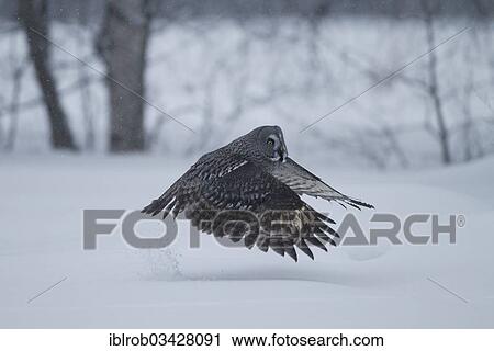 "Great Grey Owl or Great Gray Owl (Strix nebulosa) diving for prey in winter, Oulu, Northern Ostrobothnia, Finland, Europe" View Large Photo Image Stock Image - "Great Grey Owl or Great Gray Owl (Strix nebulosa) diving for prey in winter, Oulu, Northern Ostrobothnia, Finland, Europe". Fotosearch
