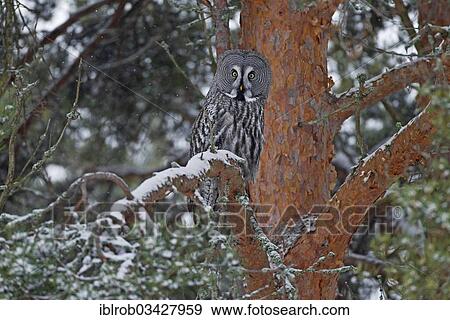 "Great Grey Owl or Great Gray Owl (Strix nebulosa) perched on a tree in winter, Oulu, Northern Ostrobothnia, Finland, Europe" View Large Photo Image Stock Photo - "Great Grey Owl or Great Gray Owl (Strix nebulosa) perched on a tree in winter, Oulu, Northern Ostrobothnia, Finland, Europe". Fotosearch