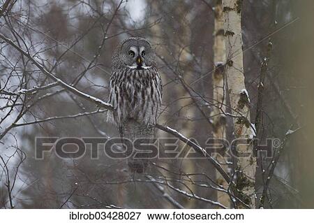 "Great Grey Owl or Great Gray Owl (Strix nebulosa) perched on a branch in winter, Oulu, Northern Ostrobothnia, Finland, Europe" View Large Photo Image Stock Photo - "Great Grey Owl or Great Gray Owl (Strix nebulosa) perched on a branch in winter, Oulu, Northern Ostrobothnia, Finland, Europe". Fotosearch
