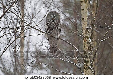 "Great Grey Owl or Great Gray Owl (Strix nebulosa) perched on a branch in winter, Oulu, Northern Ostrobothnia, Finland, Europe" View Large Photo Image Stock Photo - "Great Grey Owl or Great Gray Owl (Strix nebulosa) perched on a branch in winter, Oulu, Northern Ostrobothnia, Finland, Europe". Fotosearch