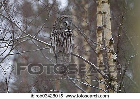 "Great Grey Owl or Great Gray Owl (Strix nebulosa) perched on a branch in winter, Oulu, Northern Ostrobothnia, Finland, Europe" View Large Photo Image Stock Photography - "Great Grey Owl or Great Gray Owl (Strix nebulosa) perched on a branch in winter, Oulu, Northern Ostrobothnia, Finland, Europe". Fotosearch