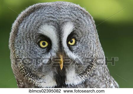 "Great Grey Owl or Lapland Owl (Strix nebulosa nebulosa), Sababurg Zoo, Hofgeismar, North Hesse, Hesse, Germany, Europe" View Large Photo Image Stock Image - "Great Grey Owl or Lapland Owl (Strix nebulosa nebulosa), Sababurg Zoo, Hofgeismar, North Hesse, Hesse, Germany, Europe". Fotosearch