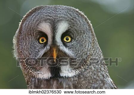 "Great Grey Owl (Strix nebulosa), captive, Hesse, Germany, Europe" View Large Photo Image Stock Image - "Great Grey Owl (Strix nebulosa), captive, Hesse, Germany, Europe". Fotosearch