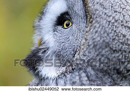 "Great Grey Owl (Strix nebulosa), portrait, Arth Goldau, Switzerland, Europe" View Large Photo Image Stock Image - "Great Grey Owl (Strix nebulosa), portrait, Arth Goldau, Switzerland, Europe". Fotosearch
