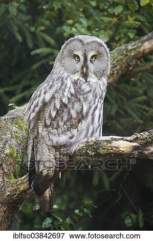 "Great Grey Owl (Strix nebulosa), captive, Lower Saxony, Germany, Europe" View Large Photo Image Stock Photo - "Great Grey Owl (Strix nebulosa), captive, Lower Saxony, Germany, Europe". Fotosearch