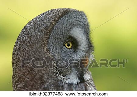 "Great Grey Owl (Strix nebulosa), captive, Hesse, Germany, Europe" View Large Photo Image Stock Photo - "Great Grey Owl (Strix nebulosa), captive, Hesse, Germany, Europe". Fotosearch
