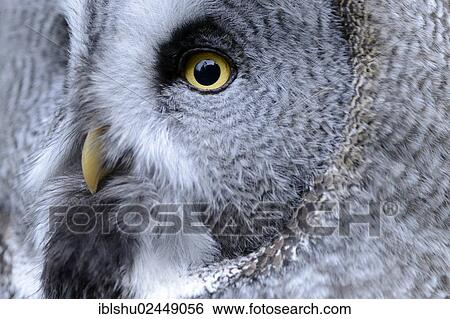"Great Grey Owl (Strix nebulosa), portrait, Arth Goldau, Switzerland, Europe" View Large Photo Image Stock Photograph - "Great Grey Owl (Strix nebulosa), portrait, Arth Goldau, Switzerland, Europe". Fotosearch