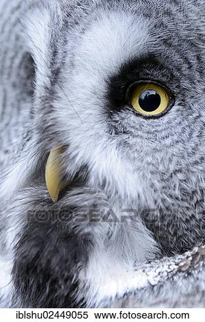"Great Grey Owl (Strix nebulosa), portrait, Arth Goldau, Switzerland, Europe" View Large Photo Image Stock Photography - "Great Grey Owl (Strix nebulosa), portrait, Arth Goldau, Switzerland, Europe". Fotosearch