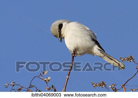 "Great grey shrike (Lanius excubitor) on perch, Saxony-Anhalt, Germany, Europe" View Large Photo Image Stock Image - "Great grey shrike (Lanius excubitor) on perch, Saxony-Anhalt, Germany, Europe". Fotosearch