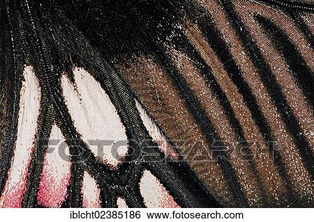 "Great Mormon Butterfly (Papilio memnon), wing detail, native to Asia and Australia, in captivity, Netherlands, Europe" View Large Photo Image Stock Photograph - "Great Mormon Butterfly (Papilio memnon), wing detail, native to Asia and Australia, in captivity, Netherlands, Europe". Fotosearch