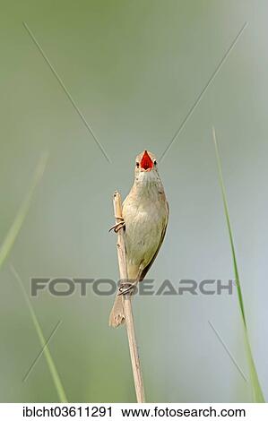 "Great Reed Warbler (Acrocephalus arundinaceus), singing male sitting on bulrush, Central Macedonia, Greece, Europe" View Large Photo Image Stock Image - "Great Reed Warbler (Acrocephalus arundinaceus), singing male sitting on bulrush, Central Macedonia, Greece, Europe". Fotosearch