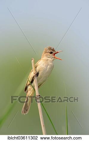 "Great Reed Warbler (Acrocephalus arundinaceus), singing male sitting on bulrush, Central Macedonia, Greece, Europe" View Large Photo Image Stock Image - "Great Reed Warbler (Acrocephalus arundinaceus), singing male sitting on bulrush, Central Macedonia, Greece, Europe". Fotosearch