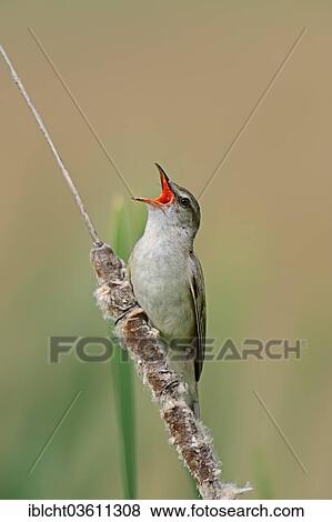 "Great Reed Warbler (Acrocephalus arundinaceus), singing male, Central Macedonia, Greece, Europe" View Large Photo Image Stock Photo - "Great Reed Warbler (Acrocephalus arundinaceus), singing male, Central Macedonia, Greece, Europe". Fotosearch