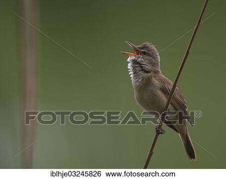 "Great Reed Warbler (Acrocephalus arundinaceus), Eifel, Wittlich, Rhineland-Palatinate, Germany, Europe" View Large Photo Image Stock Photograph - "Great Reed Warbler (Acrocephalus arundinaceus), Eifel, Wittlich, Rhineland-Palatinate, Germany, Europe". Fotosearch