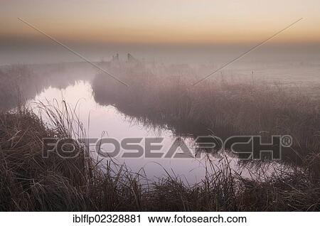 "Great Reedmace (Typha latifolia), growing along flooded ditch in grazing marsh habitat at sunrise, Elmley Marshes RSPB Reserve, North Kent Marshes, Isle of Sheppey, Kent, England, United Kingdom, Europe" View Large Photo Image Stock Image - "Great Reedmace (Typha latifolia), growing along flooded ditch in grazing marsh habitat at sunrise, Elmley Marshes RSPB Reserve, North Kent Marshes, Isle of Sheppey, Kent, England, United Kingdom, Europe". Fotosearch