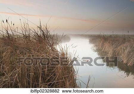 "Great Reedmace (Typha latifolia), growing along flooded ditch in grazing marsh habitat, at sunrise, Elmley Marshes RSPB Reserve, North Kent Marshes, Isle of Sheppey, Kent, England, United Kingdom, Europe" View Large Photo Image Stock Image - "Great Reedmace (Typha latifolia), growing along flooded ditch in grazing marsh habitat, at sunrise, Elmley Marshes RSPB Reserve, North Kent Marshes, Isle of Sheppey, Kent, England, United Kingdom, Europe". Fotosearch