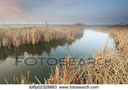 "Great Reedmace (Typha latifolia), growing along flooded ditch in grazing marsh habitat at sunrise, Elmley Marshes RSPB Reserve, North Kent Marshes, Isle of Sheppey, Kent, England, United Kingdom, Europe" View Large Photo Image Stock Image - "Great Reedmace (Typha latifolia), growing along flooded ditch in grazing marsh habitat at sunrise, Elmley Marshes RSPB Reserve, North Kent Marshes, Isle of Sheppey, Kent, England, United Kingdom, Europe". Fotosearch