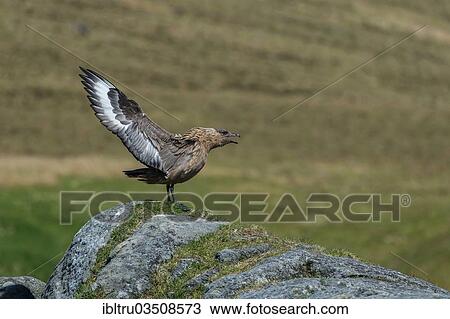 "Great Skua (Stercorarius skua) beating its wings, Runde, More og Romsdal, Norway, Europe" View Large Photo Image Stock Image - "Great Skua (Stercorarius skua) beating its wings, Runde, More og Romsdal, Norway, Europe". Fotosearch
