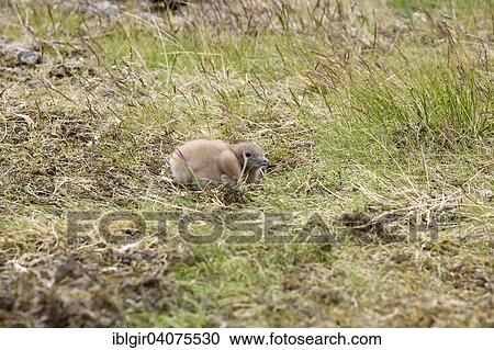 "Great Skua (Stercorarius skua), Chick, Iceland, Europe" View Large Photo Image Stock Image - "Great Skua (Stercorarius skua), Chick, Iceland, Europe". Fotosearch