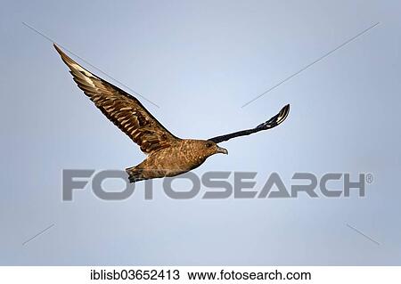 Stock Image - "Great Skua (Stercorarius skua), False Bay, Western Cape, South Africa, Africa". Fotosearch