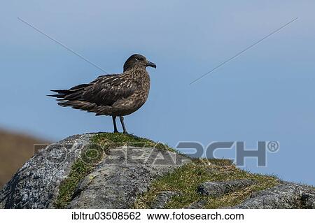 "Great Skua (Stercorarius skua), Runde, More og Romsdal, Norway, Europe" View Large Photo Image Stock Image - "Great Skua (Stercorarius skua), Runde, More og Romsdal, Norway, Europe". Fotosearch