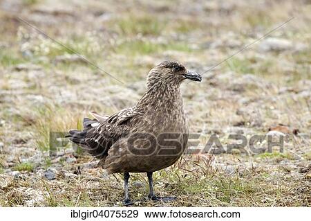 "Great Skua (Stercorarius skua), Iceland, Europe" View Large Photo Image Stock Photo - "Great Skua (Stercorarius skua), Iceland, Europe". Fotosearch