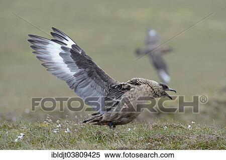 "Great Skua (Stercorarius skua), displaying, Unst, Shetland Islands, Scotland, United Kingdom, Europe" View Large Photo Image Stock Photography - "Great Skua (Stercorarius skua), displaying, Unst, Shetland Islands, Scotland, United Kingdom, Europe". Fotosearch