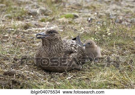 "Great Skua (Stercorarius skua) with chick, Iceland, Europe" View Large Photo Image Picture - "Great Skua (Stercorarius skua) with chick, Iceland, Europe". Fotosearch