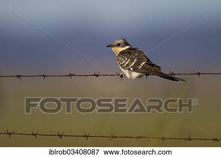 Stock Photo - "Great Spotted Cuckoo (Clamator tinnunculus) on barbed wire, Extremadura, Spain, Europe". Fotosearch