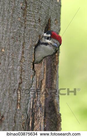 "Great Spotted Woodpecker (Dendrocopos major), Schleswig-Holstein, Germany, Europe" View Large Photo Image Picture - "Great Spotted Woodpecker (Dendrocopos major), Schleswig-Holstein, Germany, Europe". Fotosearch