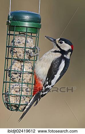 Stock Image - Great Spotted Woodpecker (Dendrocopos major) on a fat ball feeder. Fotosearch