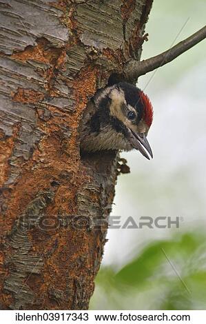 "Great Spotted Woodpecker (Dendrocopos major), chick, Lower Saxony, Germany, Europe" View Large Photo Image Stock Image - "Great Spotted Woodpecker (Dendrocopos major), chick, Lower Saxony, Germany, Europe". Fotosearch