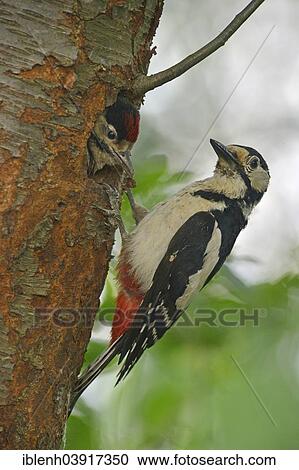 "Great Spotted Woodpecker (Dendrocopos major) with a chick, Lower Saxony, Germany, Europe" View Large Photo Image Stock Image - "Great Spotted Woodpecker (Dendrocopos major) with a chick, Lower Saxony, Germany, Europe". Fotosearch