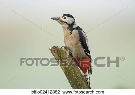 Stock Image - Great Spotted Woodpecker (Dendrocopos major), Limburg an der Lahn, Hesse, Germany, Europe. Fotosearch