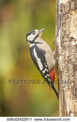 Stock Image - Great Spotted Woodpecker (Dendrocopos major), Limburg an der Lahn, Hesse, Germany, Europe. Fotosearch