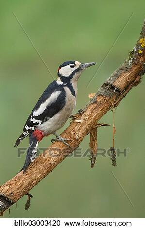 "Great Spotted Woodpecker (Dendrocopos major), Offheim, Limburg an der Lahn, Hesse, Germany, Europe" View Large Photo Image Stock Image - "Great Spotted Woodpecker (Dendrocopos major), Offheim, Limburg an der Lahn, Hesse, Germany, Europe". Fotosearch