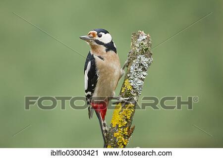 Stock Image - "Great Spotted Woodpecker (Dendrocopos major), Offheim, Limburg an der Lahn, Hesse, Germany, Europe". Fotosearch