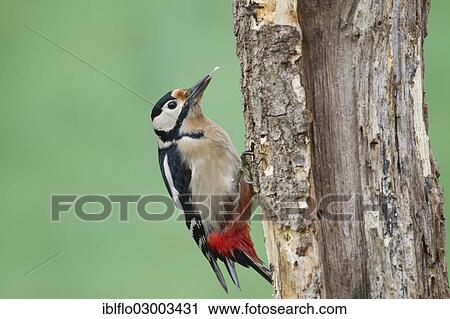 "Great Spotted Woodpecker (Dendrocopos major), Offheim, Limburg an der Lahn, Hesse, Germany, Europe" View Large Photo Image Stock Image - "Great Spotted Woodpecker (Dendrocopos major), Offheim, Limburg an der Lahn, Hesse, Germany, Europe". Fotosearch