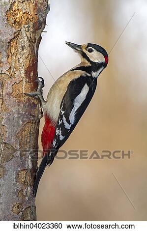 "Great Spotted Woodpecker (Dendrocopos major), Middle Elbe Biosphere Reserve, Saxony-Anhalt, Germany, Europe" View Large Photo Image Stock Image - "Great Spotted Woodpecker (Dendrocopos major), Middle Elbe Biosphere Reserve, Saxony-Anhalt, Germany, Europe". Fotosearch