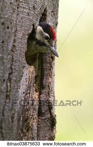 "Great Spotted Woodpecker (Dendrocopos major), Schleswig-Holstein, Germany, Europe" View Large Photo Image Stock Image - "Great Spotted Woodpecker (Dendrocopos major), Schleswig-Holstein, Germany, Europe". Fotosearch