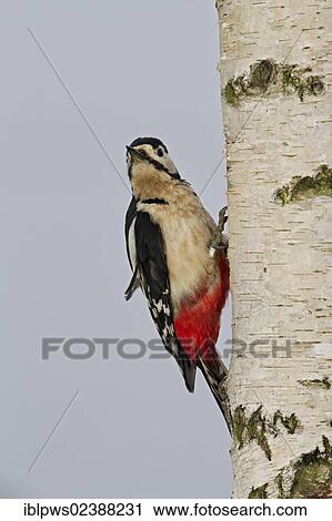 "Great spotted woodpecker (Dendrocopos major), perching, South East England, United Kingdom, Europe" View Large Photo Image Stock Image - "Great spotted woodpecker (Dendrocopos major), perching, South East England, United Kingdom, Europe". Fotosearch