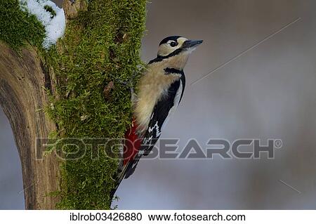 "Great Spotted Woodpecker (Dendrocopos major) in winter, Erfurt, Thuringia, Germany, Europe" View Large Photo Image Stock Image - "Great Spotted Woodpecker (Dendrocopos major) in winter, Erfurt, Thuringia, Germany, Europe". Fotosearch