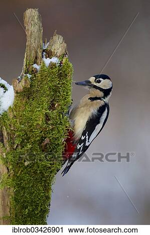 "Great Spotted Woodpecker (Dendrocopos major) in winter, Erfurt, Thuringia, Germany, Europe" View Large Photo Image Stock Image - "Great Spotted Woodpecker (Dendrocopos major) in winter, Erfurt, Thuringia, Germany, Europe". Fotosearch