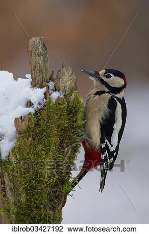 "Great Spotted Woodpecker (Dendrocopos major), male in winter, Erfurt, Thuringia, Germany, Europe" View Large Photo Image Stock Image - "Great Spotted Woodpecker (Dendrocopos major), male in winter, Erfurt, Thuringia, Germany, Europe". Fotosearch