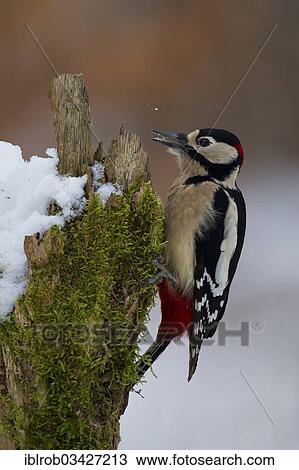 "Great Spotted Woodpecker (Dendrocopos major), male in winter, Erfurt, Thuringia, Germany, Europe" View Large Photo Image Stock Image - "Great Spotted Woodpecker (Dendrocopos major), male in winter, Erfurt, Thuringia, Germany, Europe". Fotosearch
